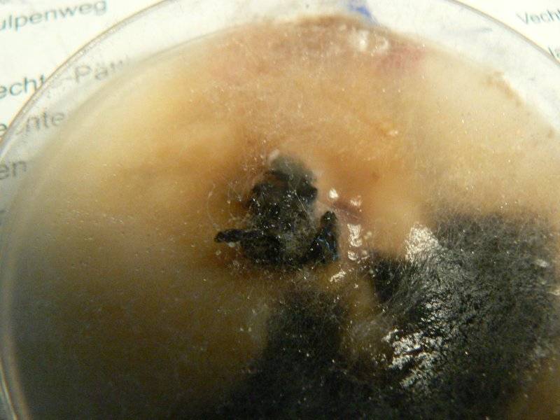 p5.jpg