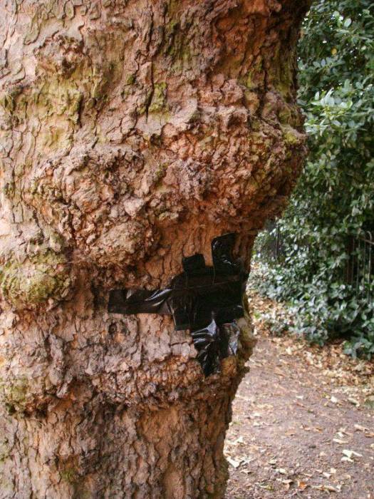 pointhilltree.jpg